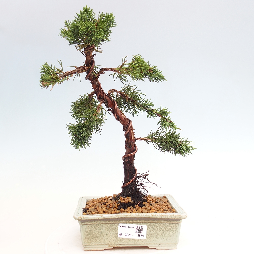 Bonsai im Freien - Juniperus chinensis Kishu - Chinesischer Wacholder