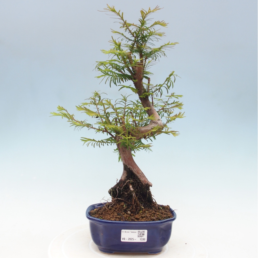 Bonsai im Freien - Metasequoia glyptostroboides - Chinesischer Metasequoia