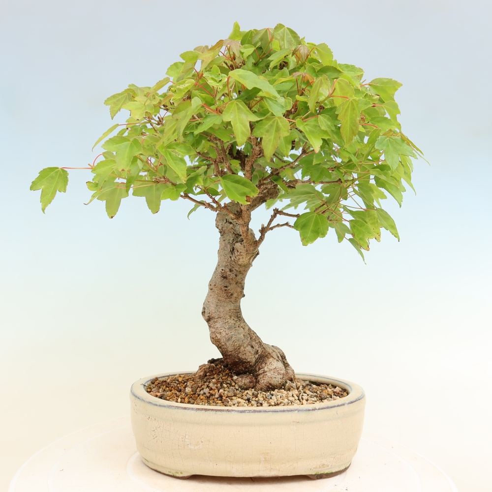 Bonsai für draußen - Ahorn Burger - Acer Burgerianum