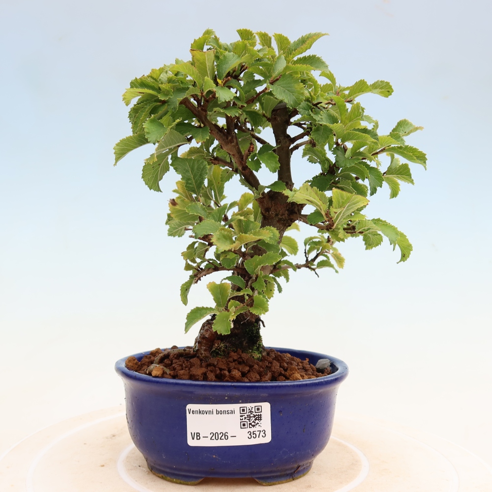Bonsai für draußen - Zelkova - Zelkova NIRE