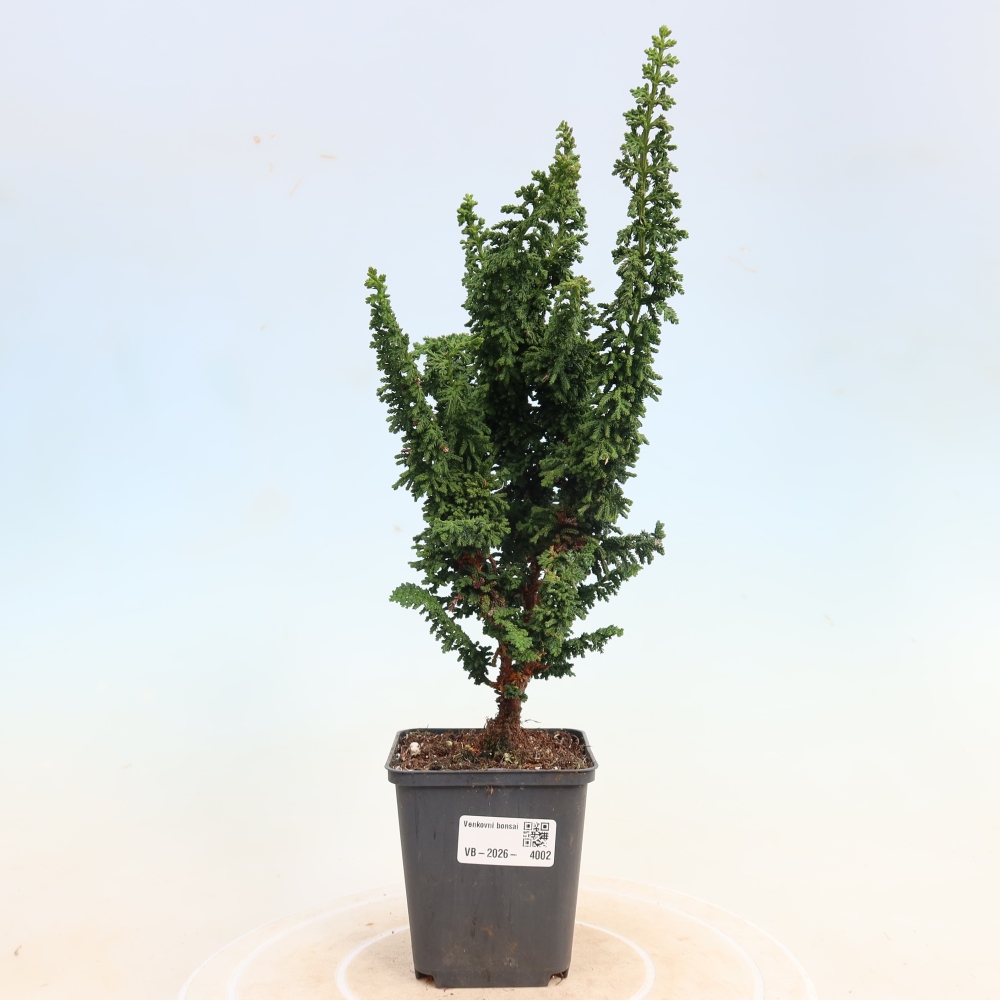 Bonsai für draußen - Cham. obtusa SEKKA HINOKI - Zypresse