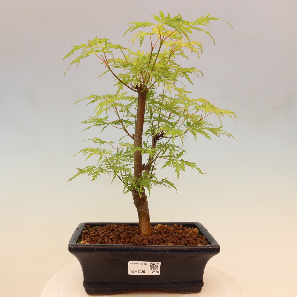 Bonsai für draußen - Acer palmatum Dissectum