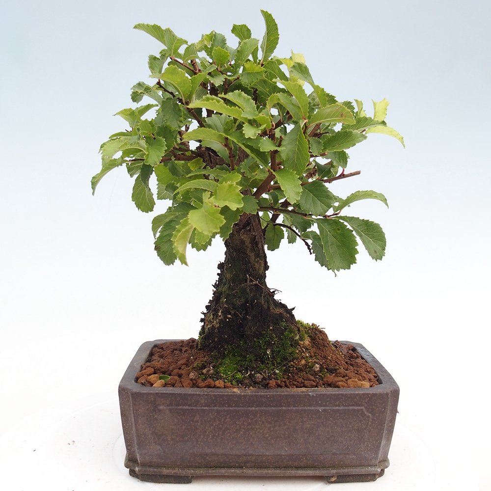 Bonsai im Freien - Zelkova - Zelkova NIRE