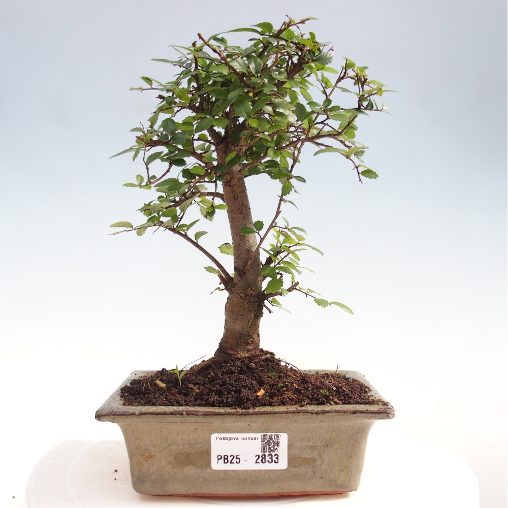 Zimmerbonsai - Ulmus parvifolia - Kleinblättrige Ulme