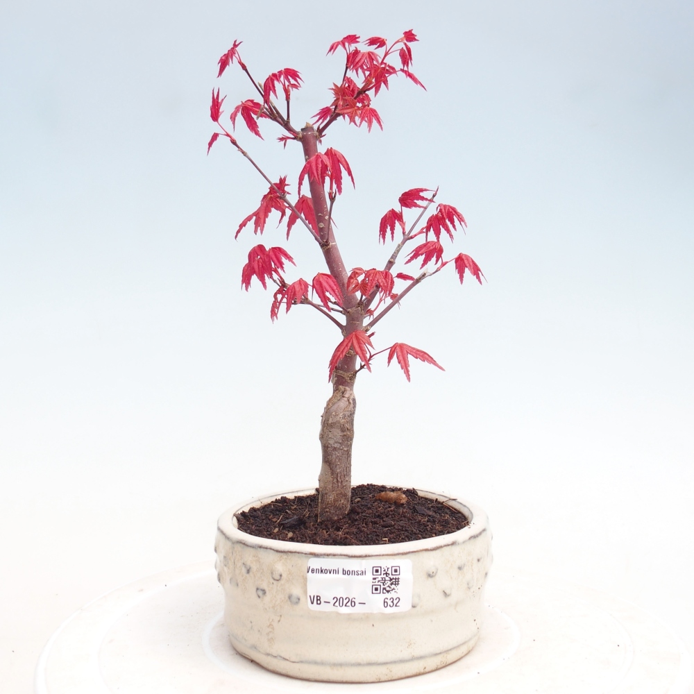 Bonsai im Freien - Ahorn - Acer palmatum DESHOJO
