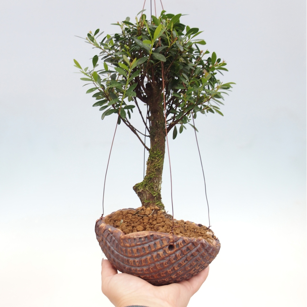Kokedama aus Keramik – Syzygium – Piment