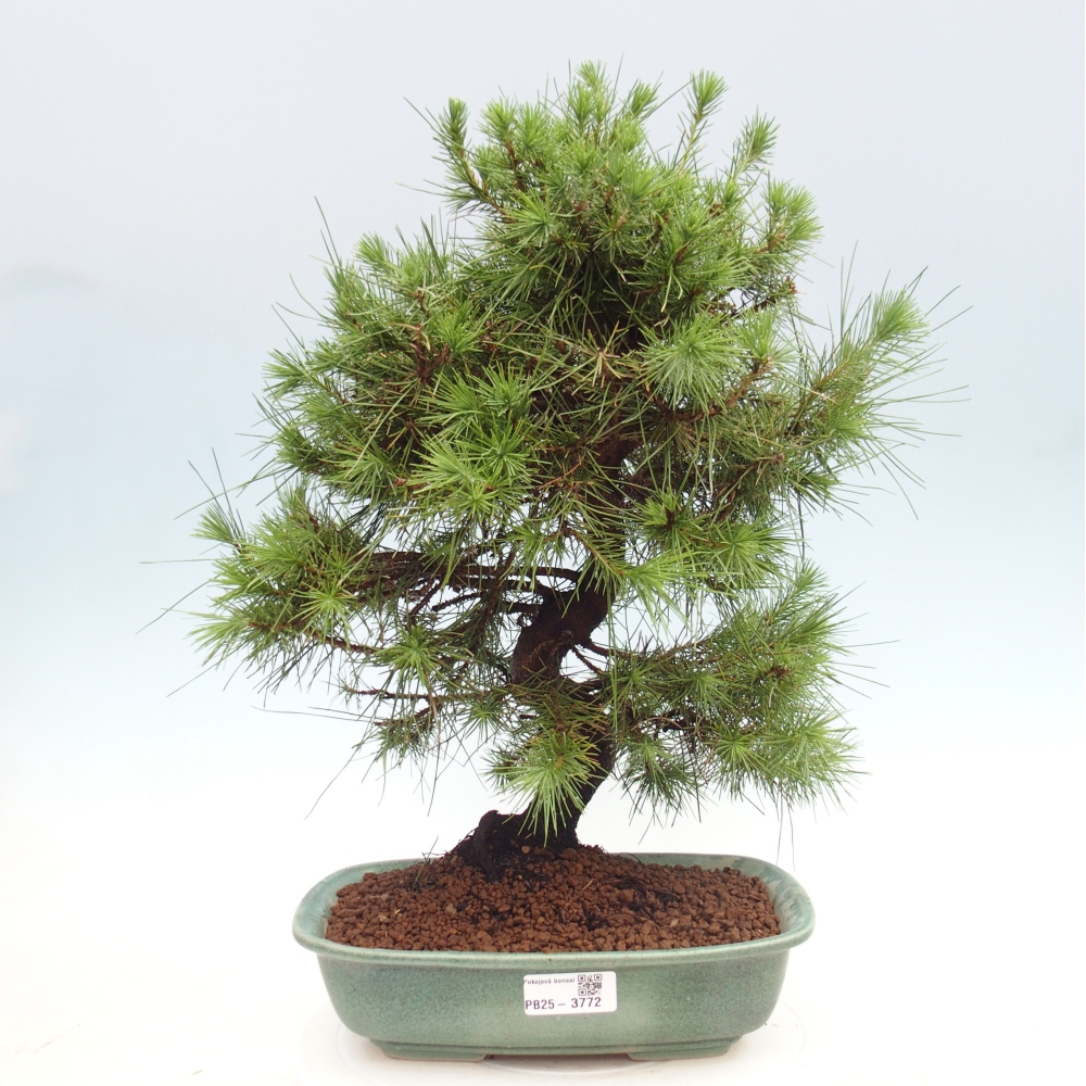 Zimmer Bonsai-Pinus halepensis-Kiefer von Aleppo
