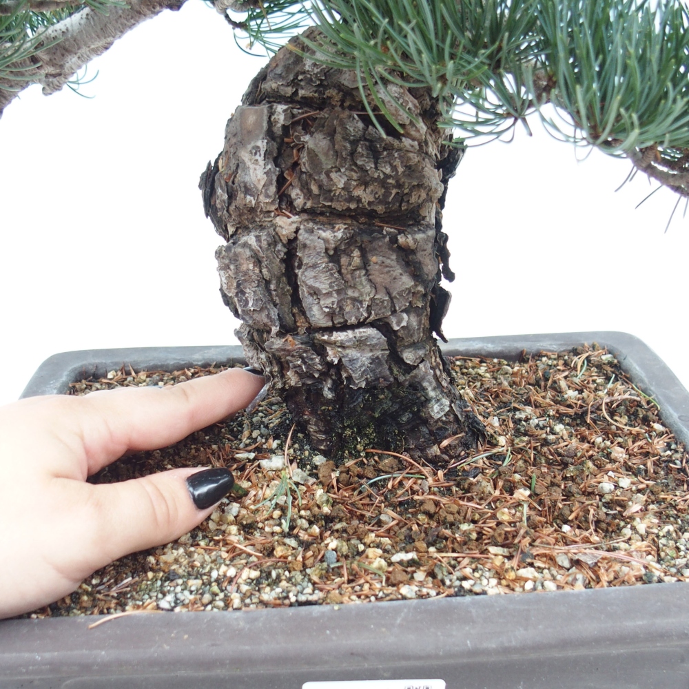 Bonsai im Freien - Pinus parviflora - kleine Kiefer
