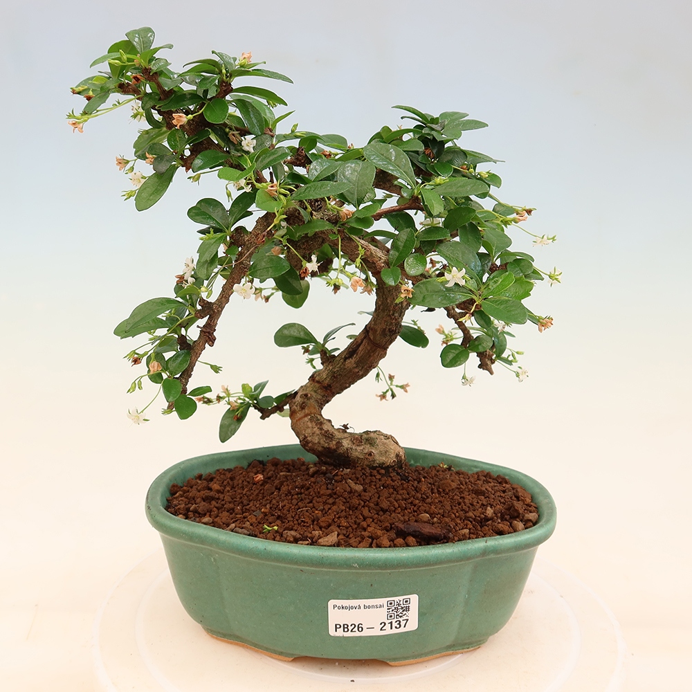 Zimmer-Bonsai - Carmona macrophylla - Tee-Fuki