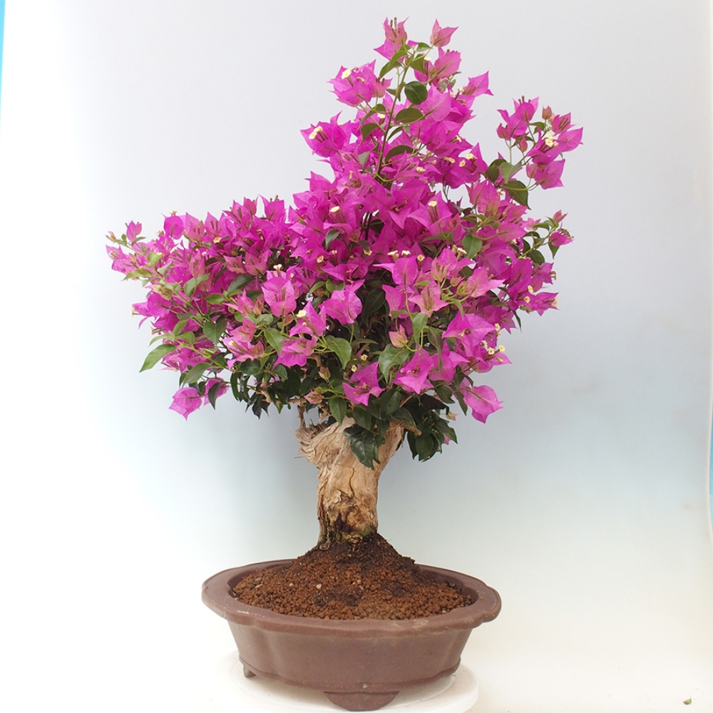 Indoor Bonsai - Bouganwilea