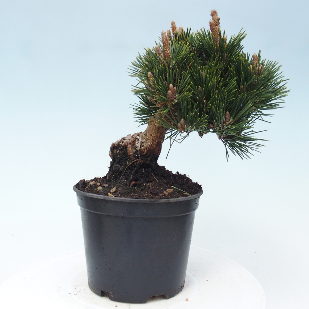 Bonsai für draußen - Pinus thunbergii senjyumaru - Thunberg-Kiefer