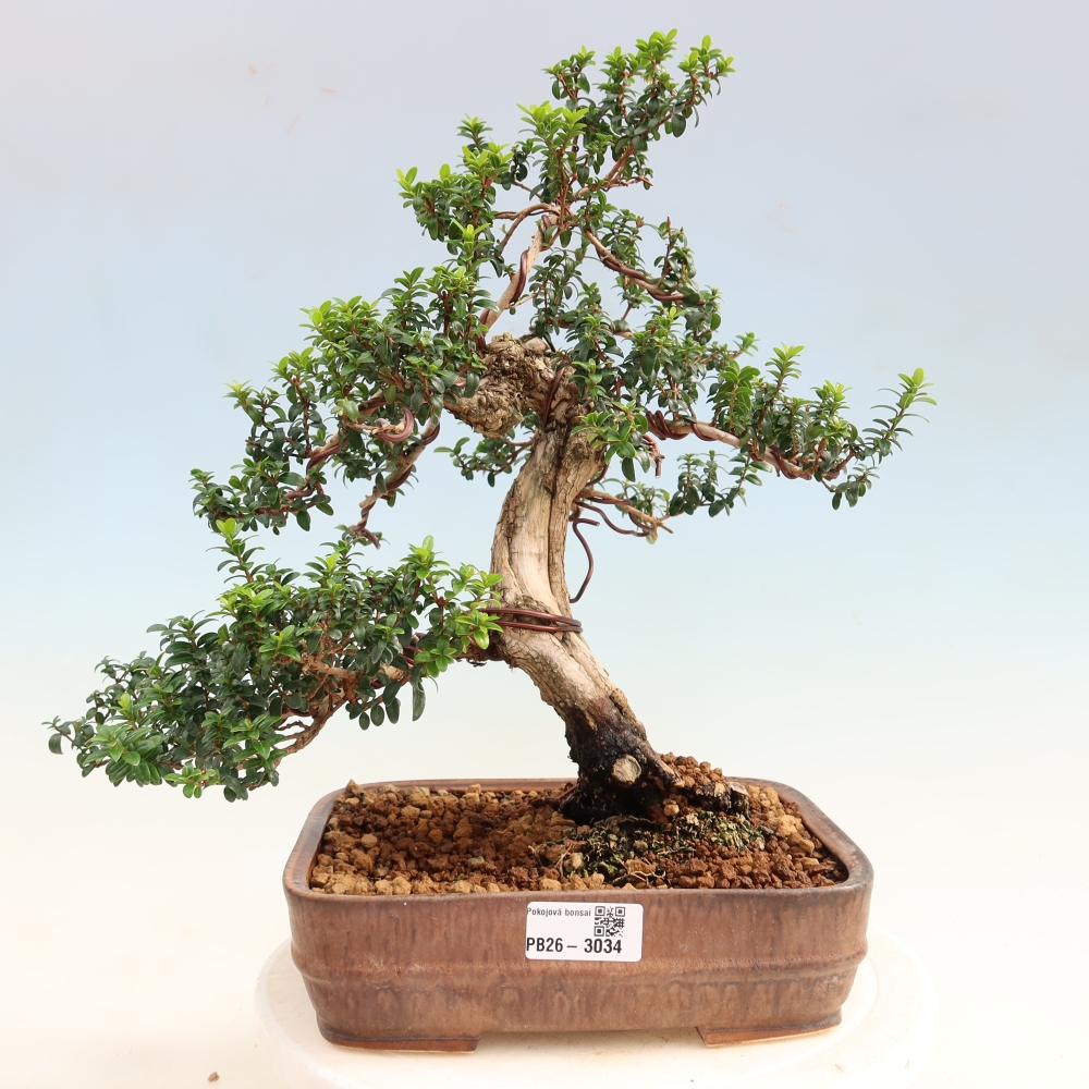 Zimmer Bonsai - Myrtus communis - Myrte