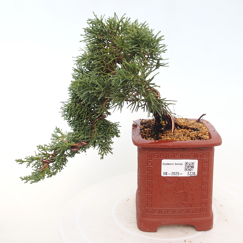 Bonsai für draußen - Juniperus chinensis Kishu