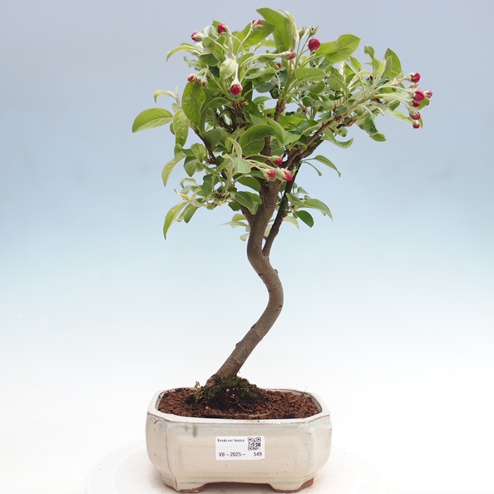 Bonsai im Freien - Malus halliana - Kleinfruchtiger Apfelbaum