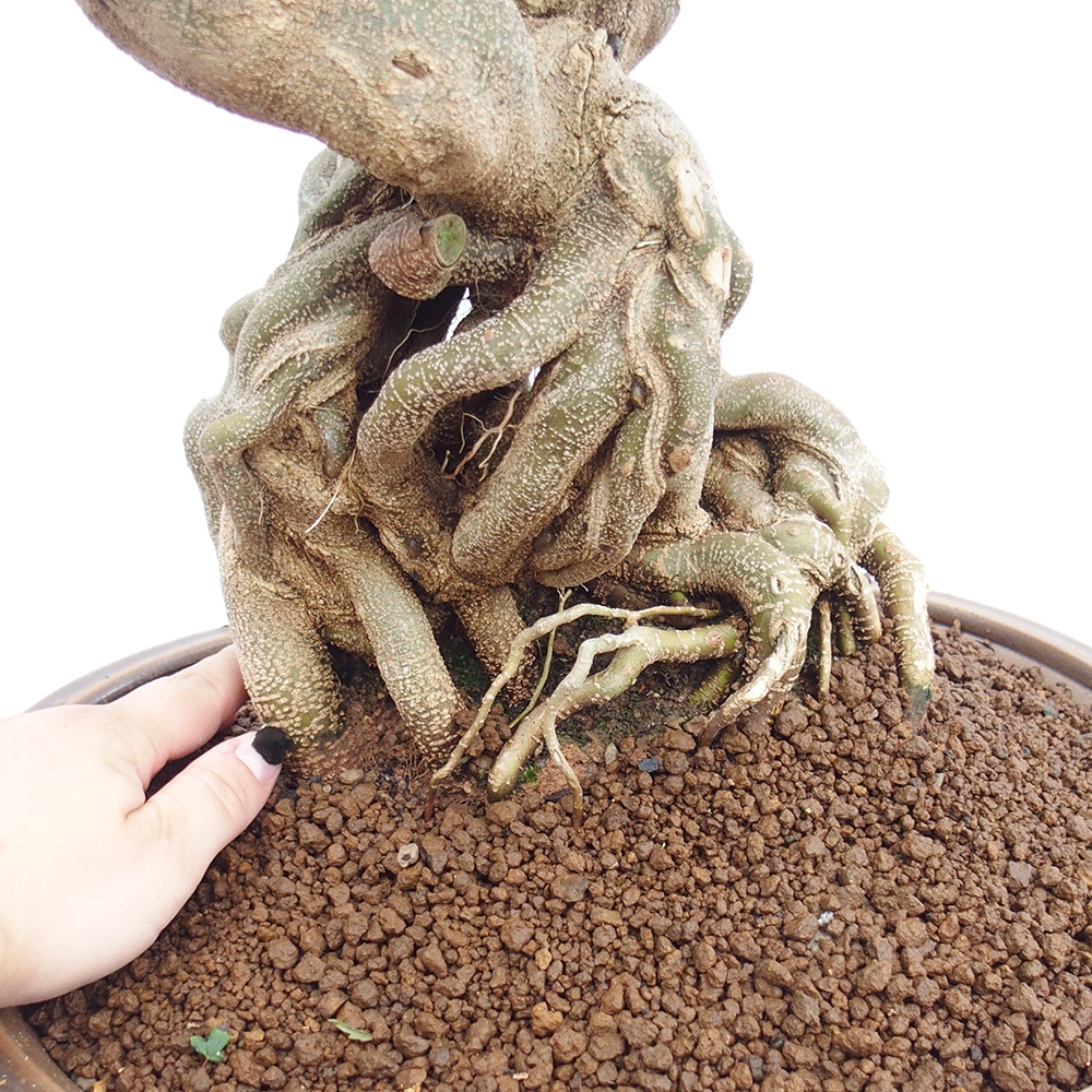 Bonsai im Freien - Ahorn Buergerianum - Burger Maple
