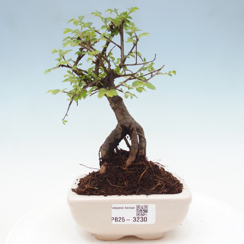 Zimmerbonsai - Ulmus parvifolia - Kleinblättrige Ulme