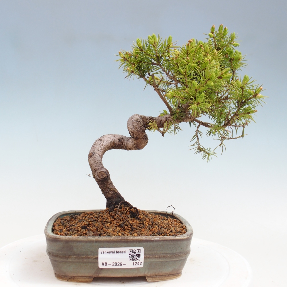 Bonsai für draußen - Fichte - Picea glauca globe