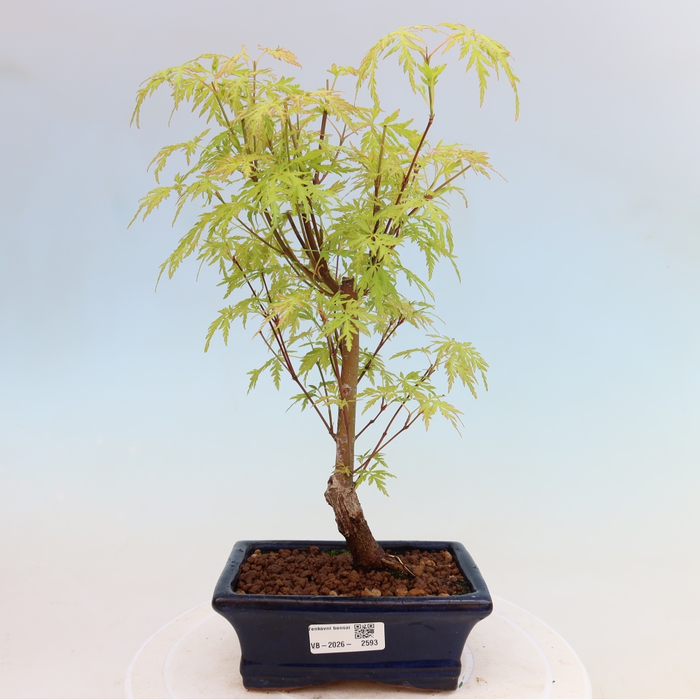 Bonsai für draußen - Acer palmatum Dissectum