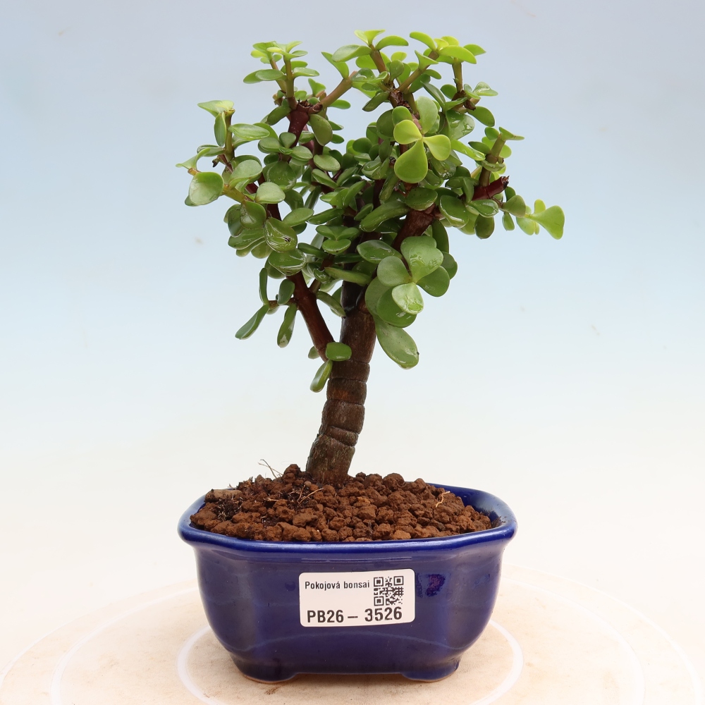 Zimmer Bonsai - Portulakaria Afra - Tlustice