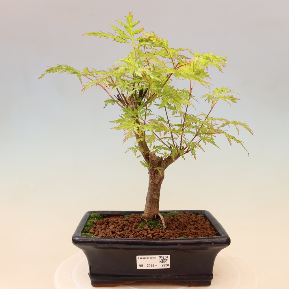 Bonsai für draußen - Acer palmatum Dissectum