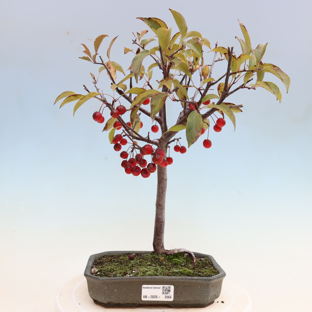 Outdoor-Bonsai -Malus domestica - Kleinfrüchtiger rotblättriger Apfelbaum