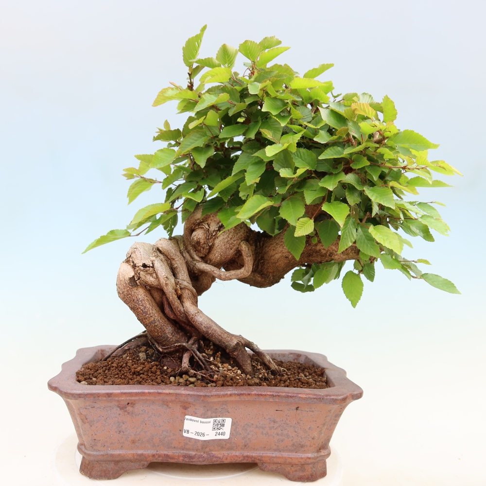 Bonsai für draußen - Karpinus Coreana - Koreanische Hainbuche