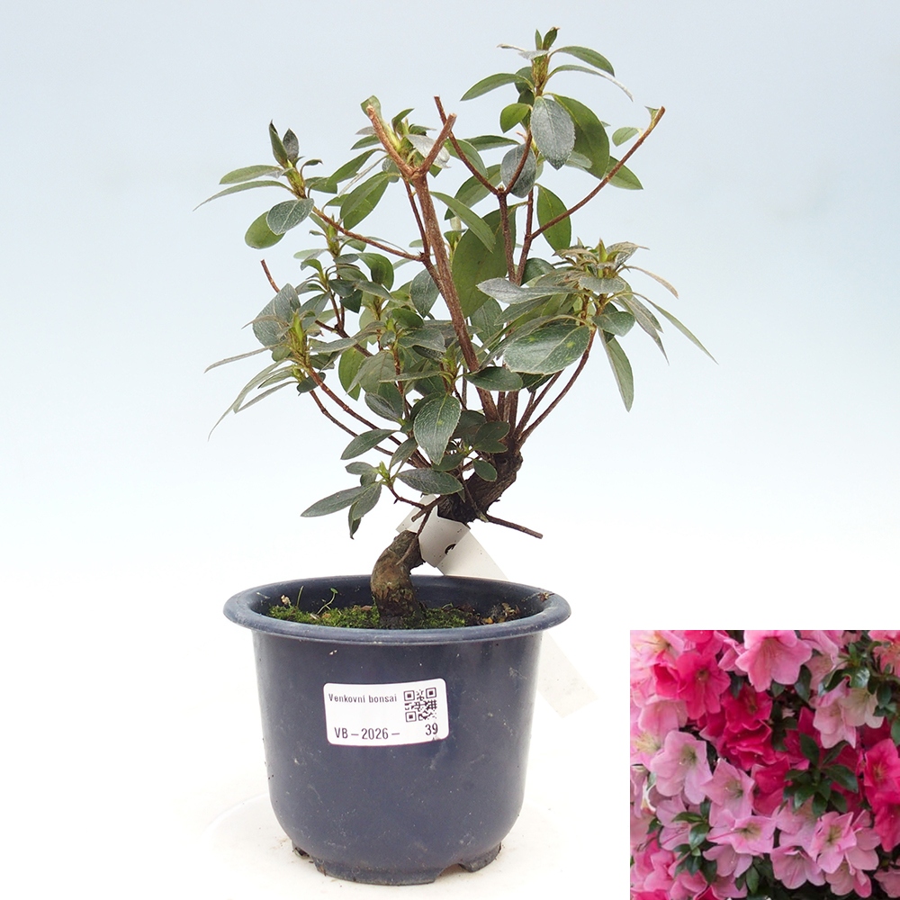 Bonsai für draußen - Japanische Azalee - Azalea Saien