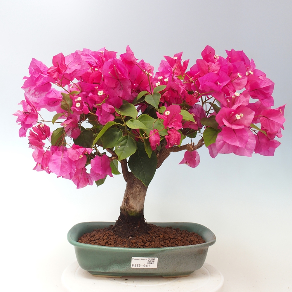 Indoor Bonsai - Bouganwilea