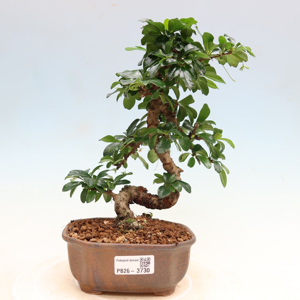 Zimmer-Bonsai - Carmona macrophylla - Tee-Fuki