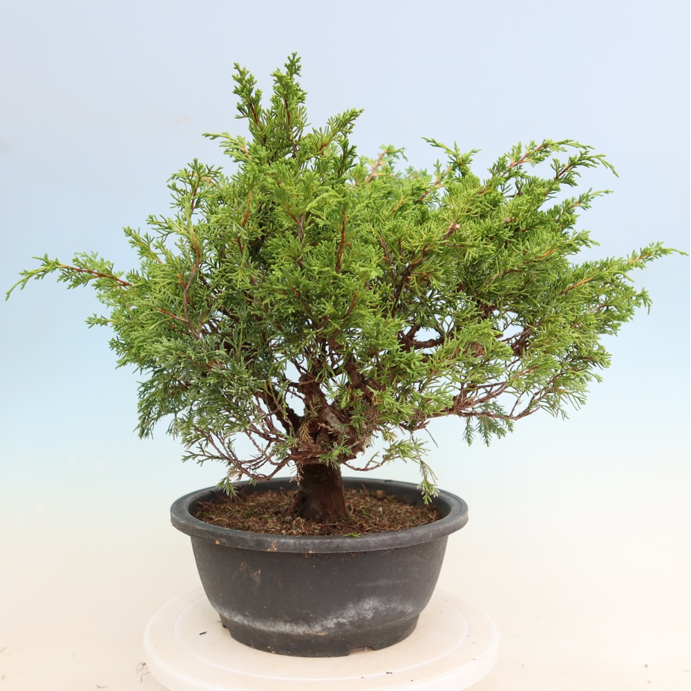 Bonsai für draußen - Juniperus chinensis Itoigawa-Juniperus chinensis