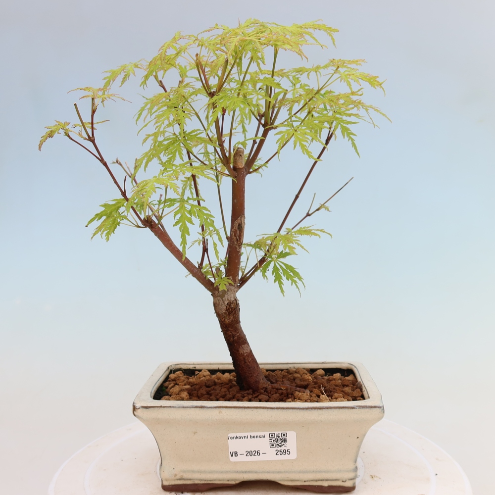 Bonsai für draußen - Acer palmatum Dissectum