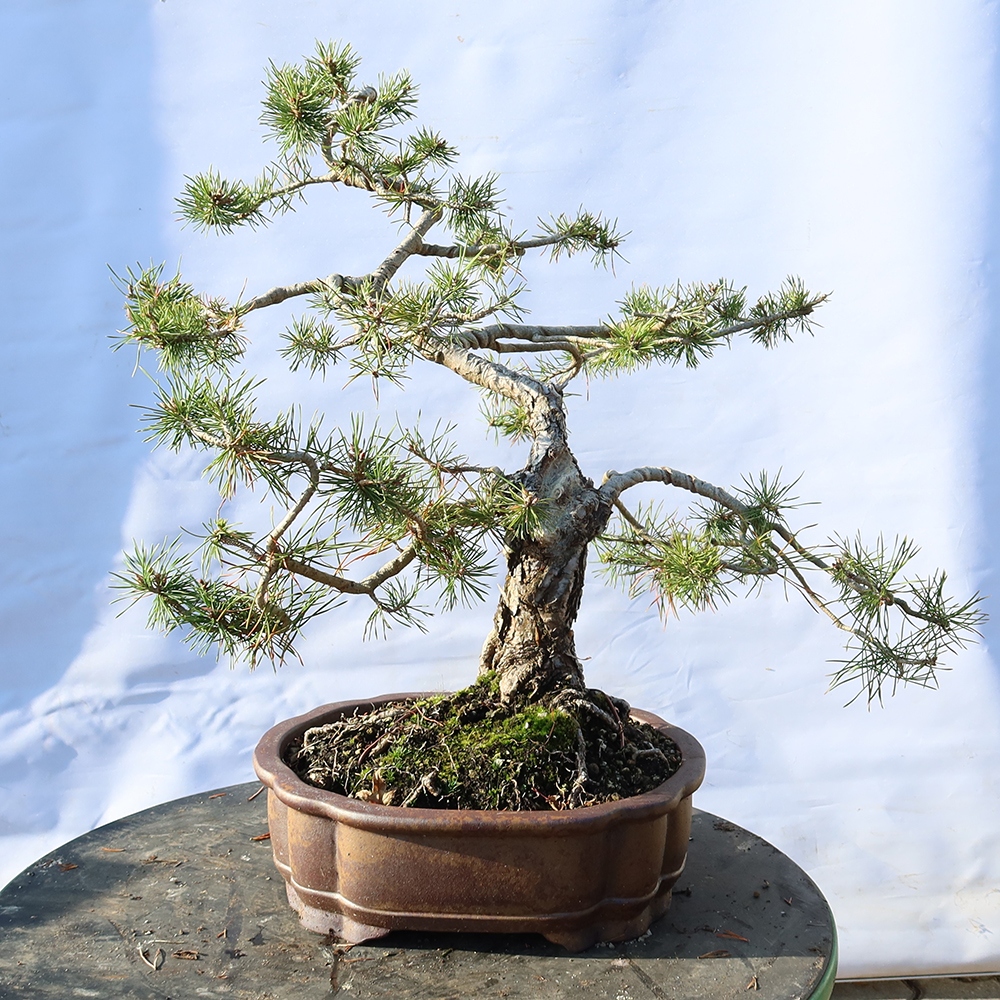 Pinus sylvestris Spanien – Waldkiefer