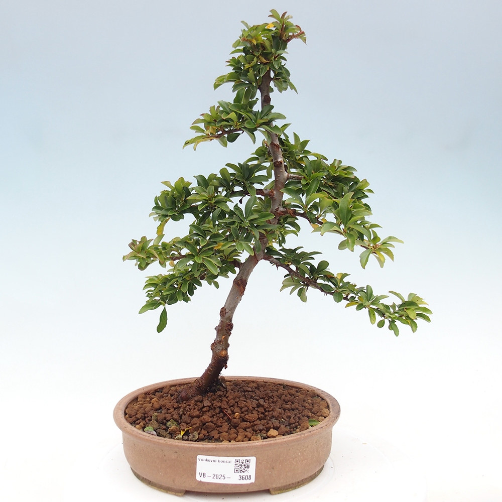 Outdoor Bonsai-Pyracanta Teton -Bäckerei
