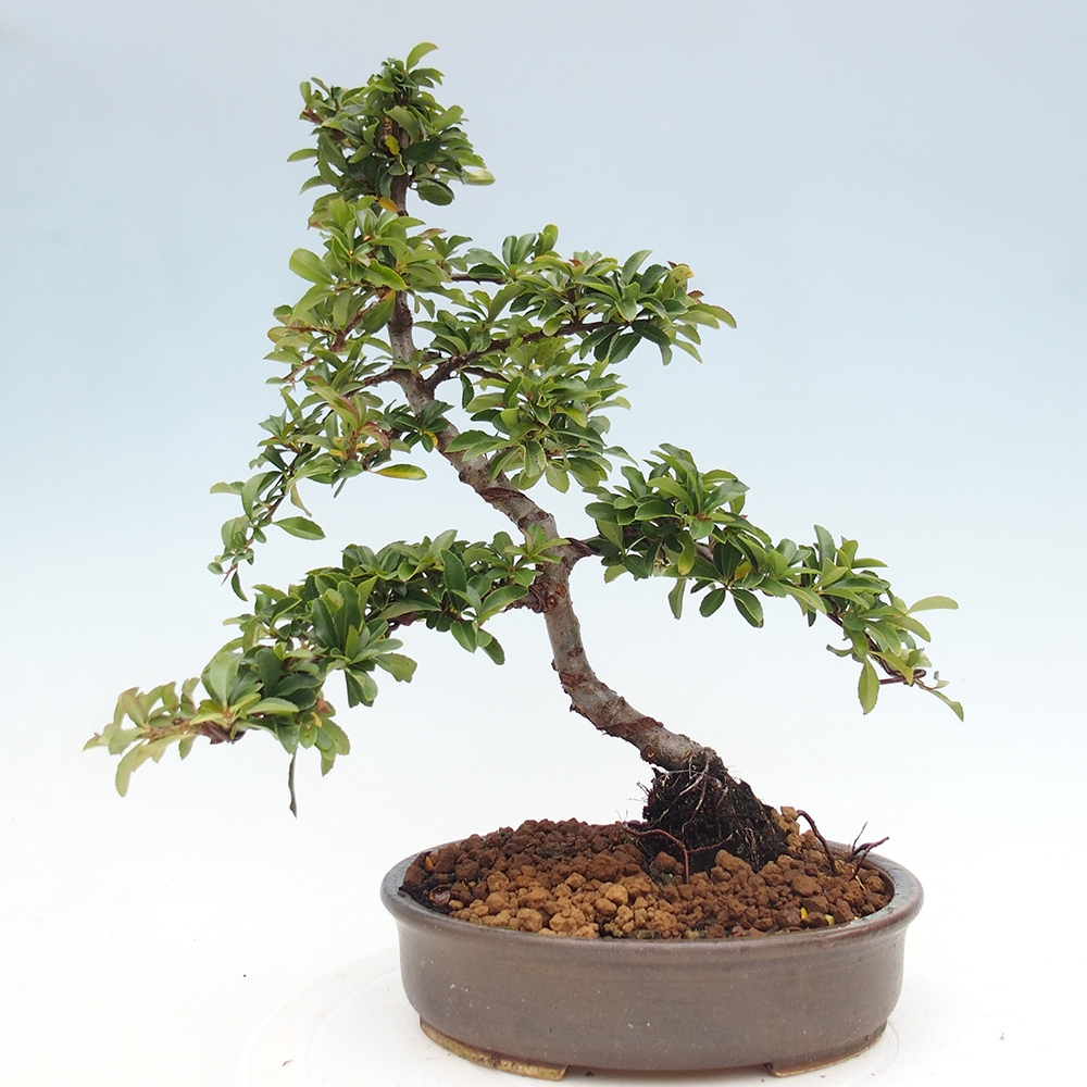 Outdoor Bonsai-Pyracanta Teton -Bäckerei