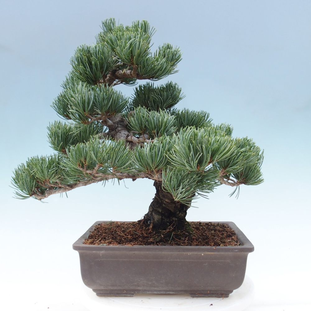 Bonsai im Freien - Pinus parviflora - kleine Kiefer