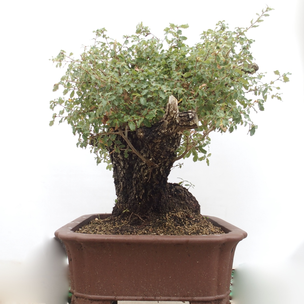 Yamadori - Quercus Ilex - Steineiche
