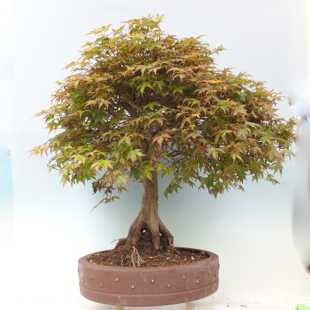 Spitzahorn - Acer palmatum Beni Tsukasa