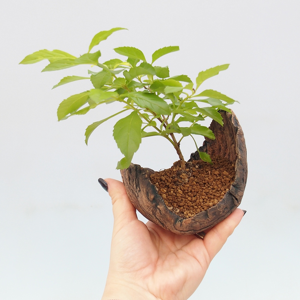 Zimmerbonsai - Duranta erecta Aurea