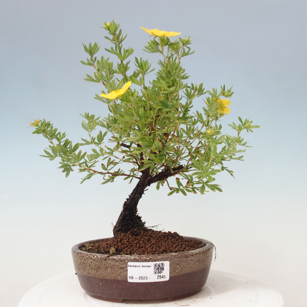 Outdoor-Bonsai-Fingerkraut - Potentila fruticosa gelber Vogel