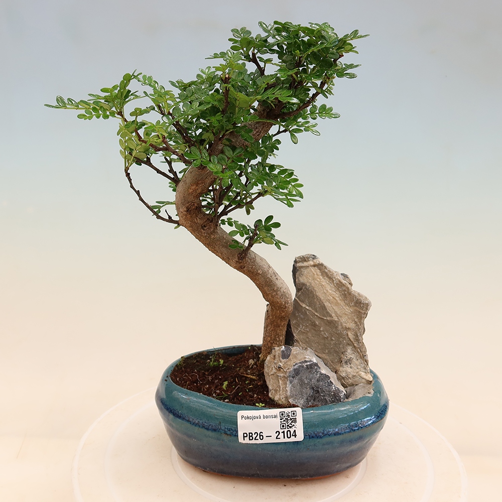 Zimmer Bonsai - Zantoxylum piperitum - Pfefferbaum