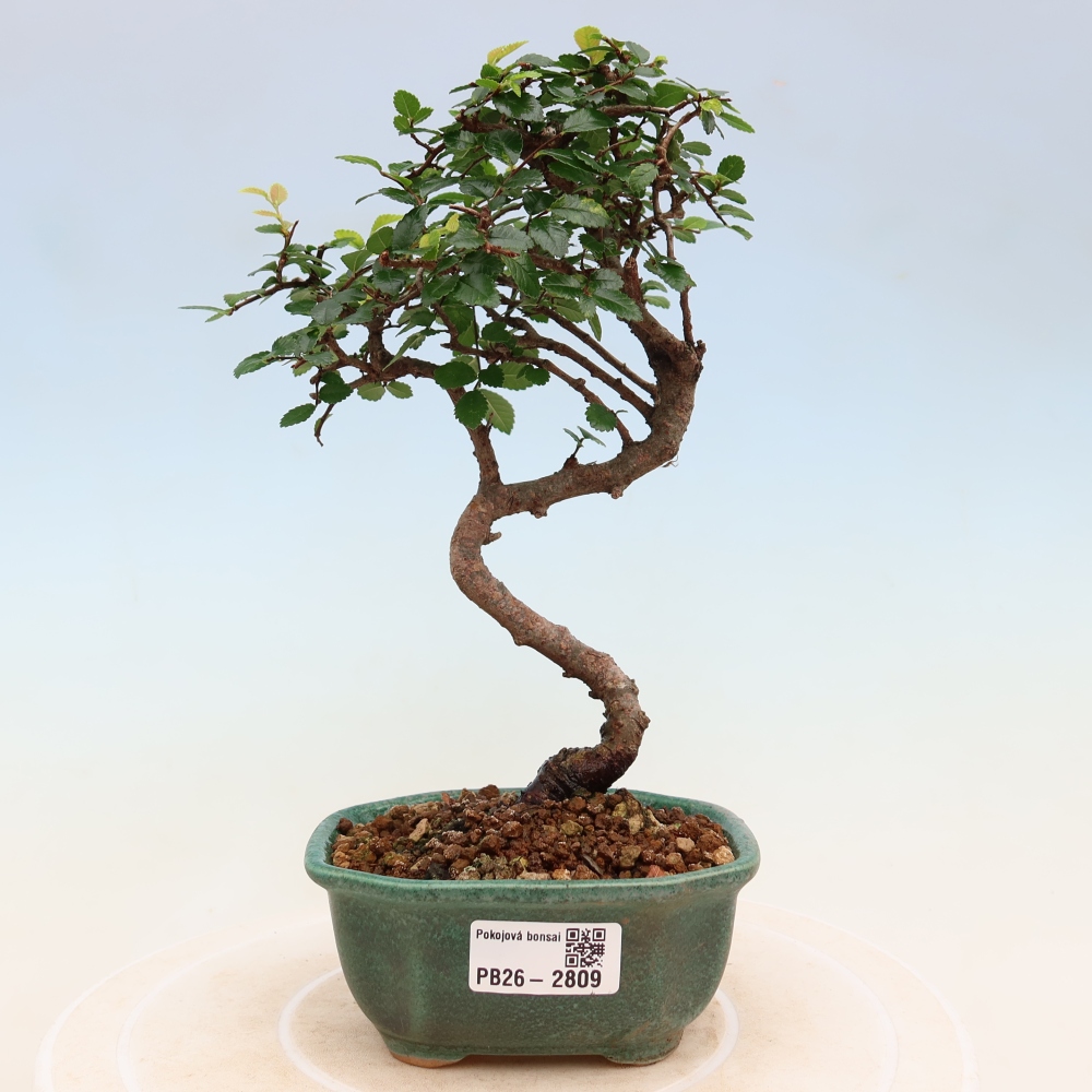 Zimmerbonsai - Ulmus parvifolia - Kleinblättrige Ulme