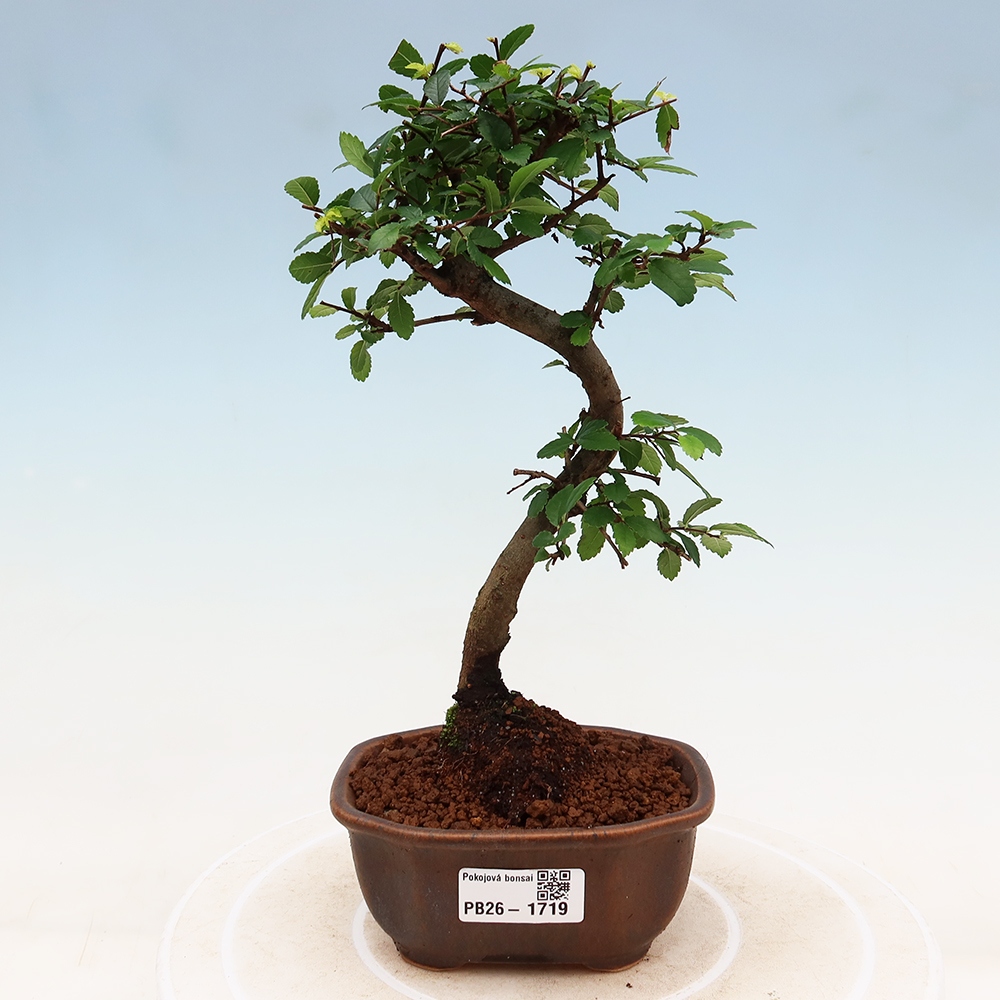 Zimmerbonsai - Ulmus parvifolia - Kleinblättrige Ulme