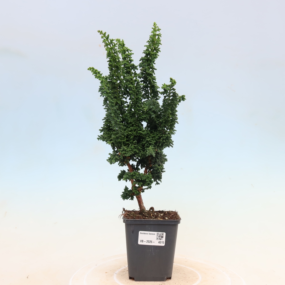 Bonsai für draußen - Cham. obtusa SEKKA HINOKI - Zypresse