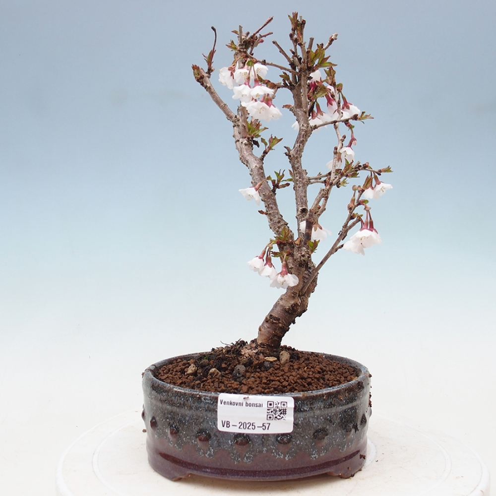 Bonsai im Freien - Prunus incisa Kojou-no mai-Pflaume geschnitten