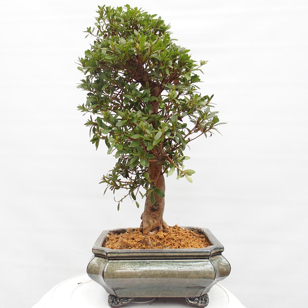 Bonsai für draußen - Japanische Azalee - Azalea satsuki