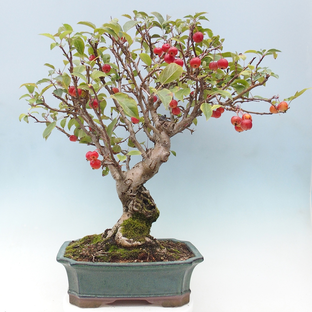 Bonsai im Freien - Malus halliana - Kleinfruchtiger Apfelbaum
