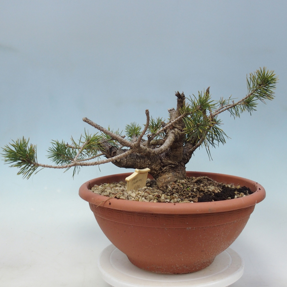Yamadori - Pinus sylvestris Spanien