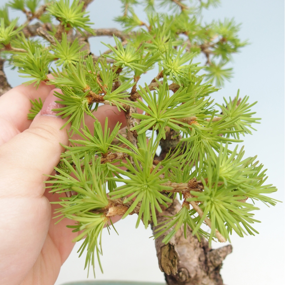 Outdoor-Bonsai -Larix decidua - Lärche - nur Palettentransport