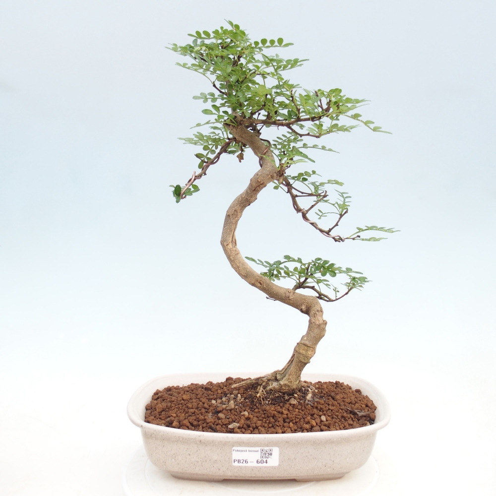 Zimmer Bonsai - Zantoxylum piperitum - Pfefferbaum