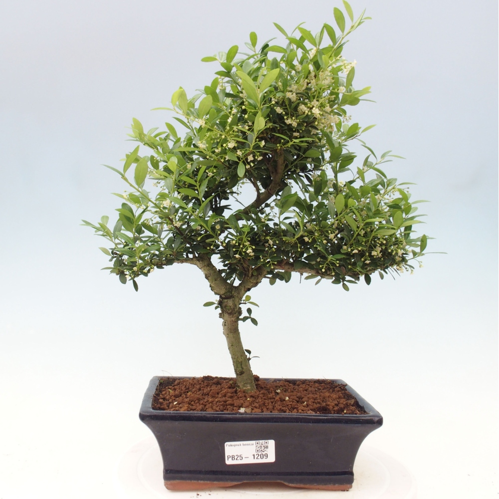 Zimmerbonsai - Ilex crenata - Holly